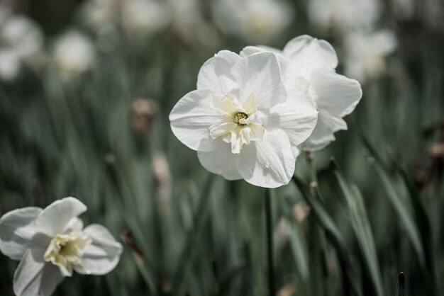 Belle jonquille blanche