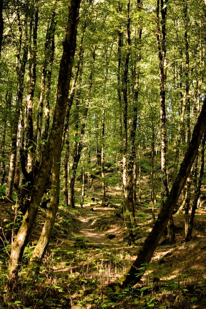 une belle jungle chaude et humide au nord de l'iran