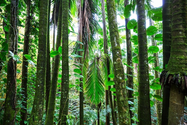 Belle jungle tropicale verte