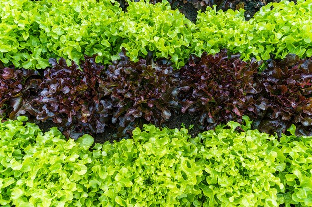 Belle laitue de chêne vert et rouge biologique ou potager de salade sur le sol en croissance, récolte de l'agriculture agricole.