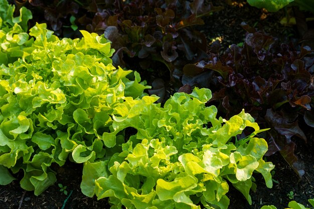 Belle laitue de chêne vert et rouge biologique ou potager de salade sur le sol en croissance, récolte de l'agriculture agricole.