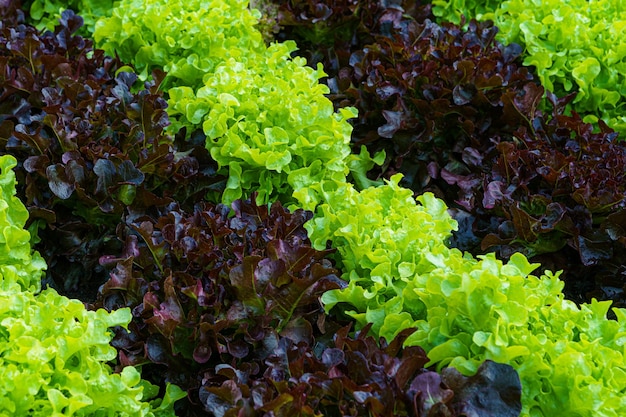 Belle laitue de chêne vert et rouge biologique ou potager de salade sur le sol en croissance, récolte de l'agriculture agricole.
