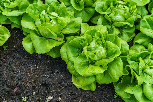 Belle laitue pommée verte biologique ou potager de salade sur le sol en croissance, récolte de l'agriculture agricole.