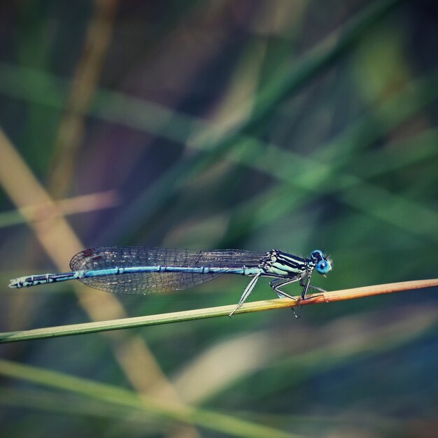 Belle libellule. Macro tiré de la nature. Libellula depressa. Les insectes ferment les yeux.