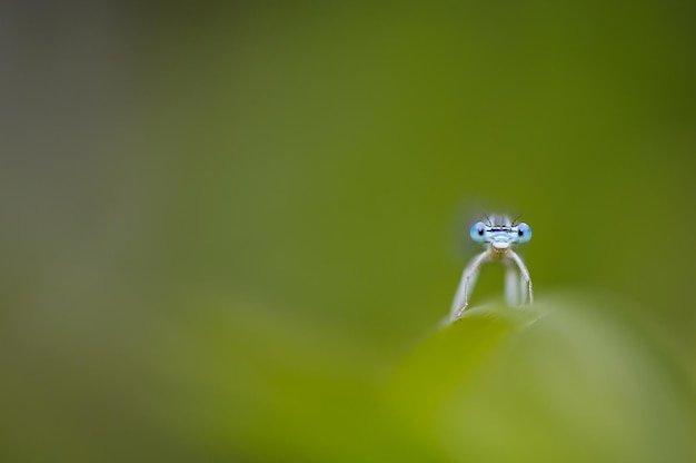 Belle libellule mignonne Demoiselle à pattes blanches