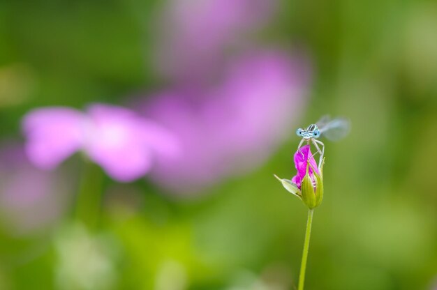 Belle libellule mignonne Demoiselle à pattes blanches