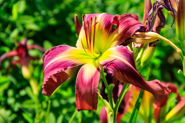 Belle lilie de jour dans le jardin