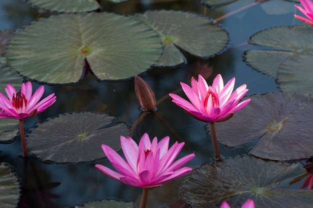 Belle Lotus rose dans la piscine d&#39;eau naturelle