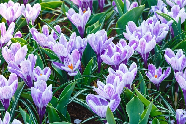 Belle macro de crocus violets au printemps. Fond naturel.