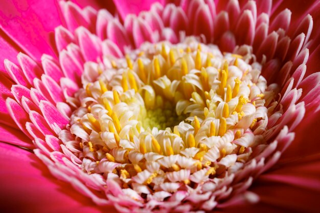 Belle macro photographie de fleur de gerbera rose avec centre vert jaune Gros plan