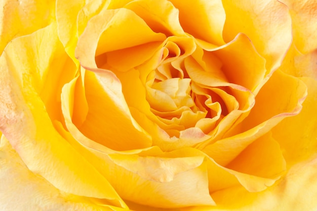 Belle macro rose jaune