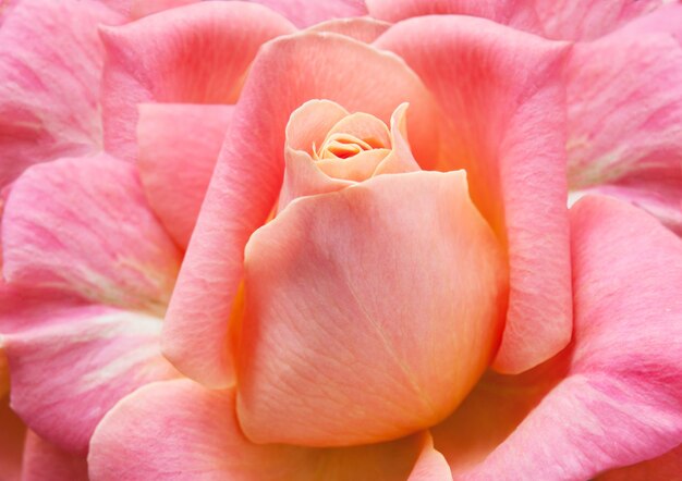 Belle macro rose rose