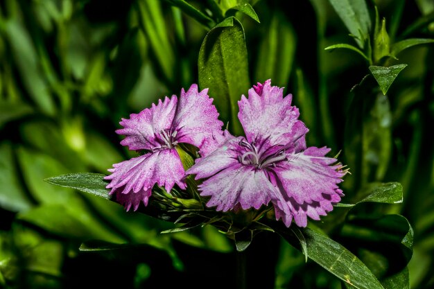 Belle macrophotographie de fleurs sur fond noir