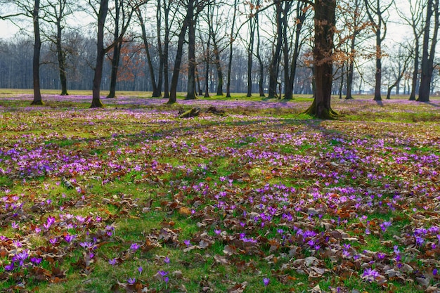 Belle magie colorée qui fleurit au premier printemps des fleurs de crocus violet dans un champ de nature sauvage. Soleil du coucher du soleil en forêt. Horizontal, copiez l'espace.