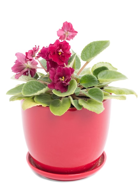 Belle maison fleurs violettes dans un pot en céramique rouge isolé sur fond blanc