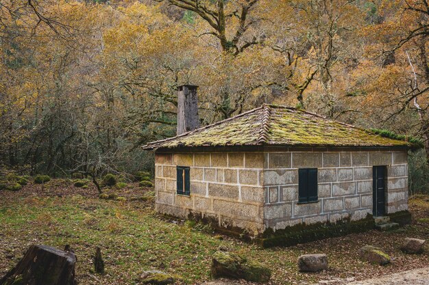 Belle Maison Avec Un Toit Couvert De Mousse Au Milieu De La Forêt