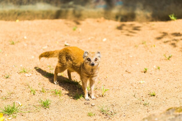 Une belle mangouste jaune se promène sur un sol sablonneux par une journée d'été ensoleillée au concept de vie animale du zoo dans le