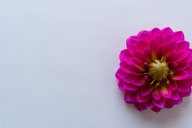 Belle maquette de charmante fleur de dahlia sur papier blanc