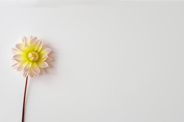 Photo belle maquette de charmante fleur de dahlia sur papier blanc