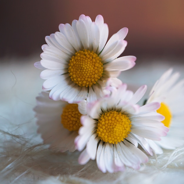 la belle marguerite blanche dans le jardin dans la nature