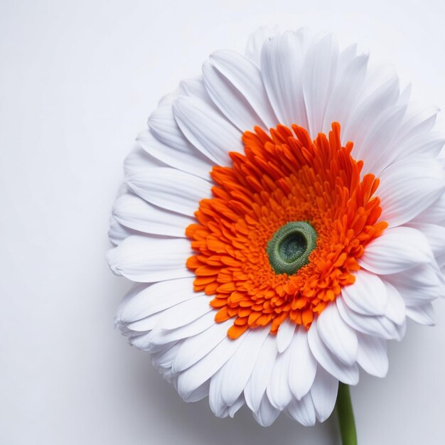 Belle marguerite gerbera sur blanc