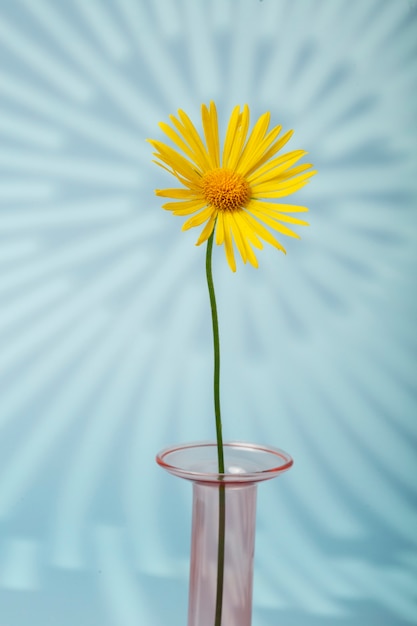 Belle marguerite jaune dans un vase rose