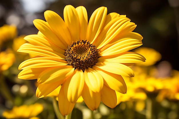 Une belle marguerite jaune ensoleillée par la lumière du soleil générée