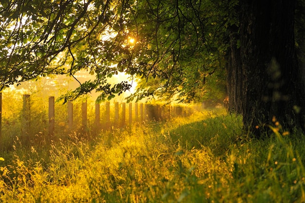 belle matinée fraîche avec rayons de soleil et lumière dramatique