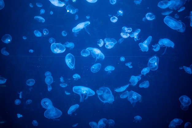 Belle méduse dans la lumière au néon dans le fond de la nature de l'aquarium