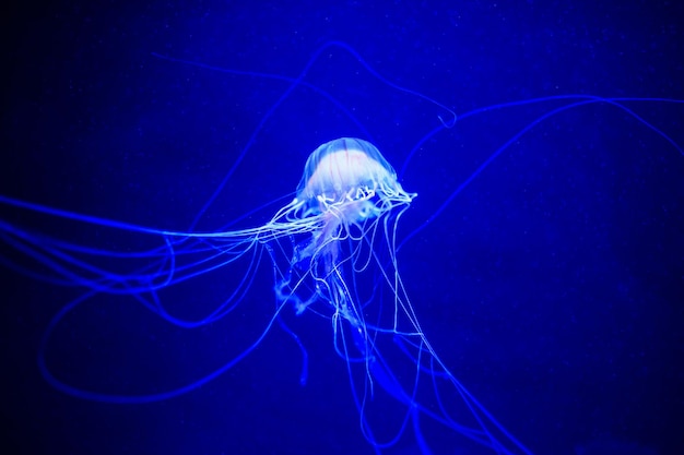 Belle méduse méduse dans la lumière au néon avec les poissons Vie sous-marine dans l'océan méduse vue excitante et cosmique