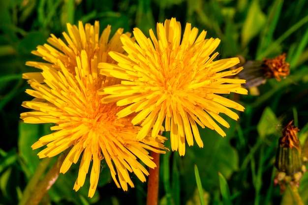 Belle mère et belle-mère de fleurs jaunes