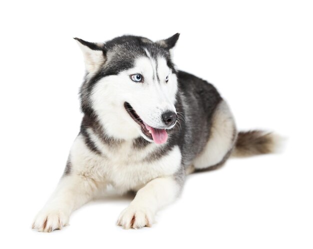Belle et mignonne Husky isolée sur le blanc