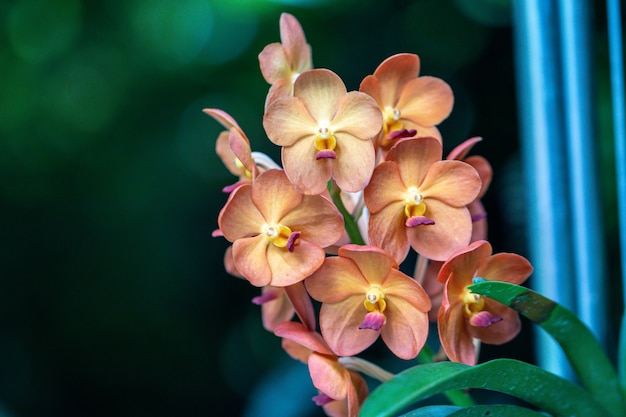 Belle mise au point sélective Orchidée Rhynchostylis gigantea.