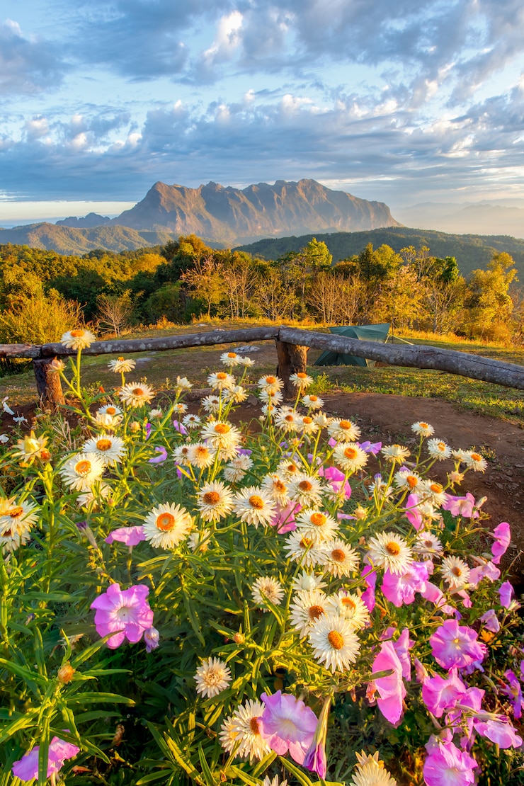 Photo belle montagne doi luang chiang dao au premier plan des fleurs sauvages au lever du soleil