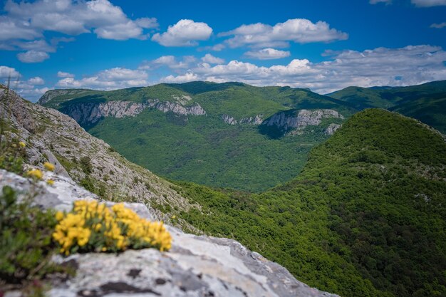 Belle montagne verte à l'heure d'été. Champ de marguerites et de fleurs sauvages avec les montagnes Rocheuses en arrière-plan. Barskaya Polyana, au-dessus du village de Sokolinoe, Crimée, Russie