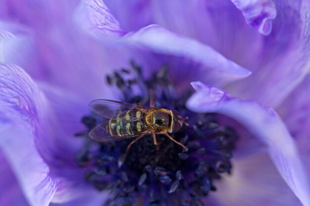 Belle mouche sur une fleur d'anémone pourpre