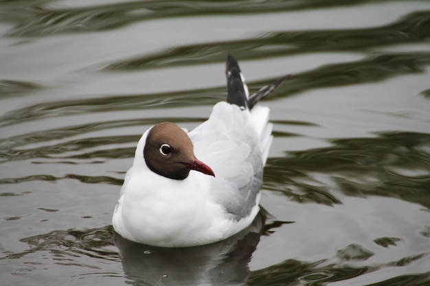 Belle mouette au repos se balançant dans les vagues