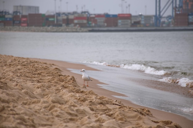 Belle mouette blanche solitaire marche sur le sable au bord de la mer avec des vagues.