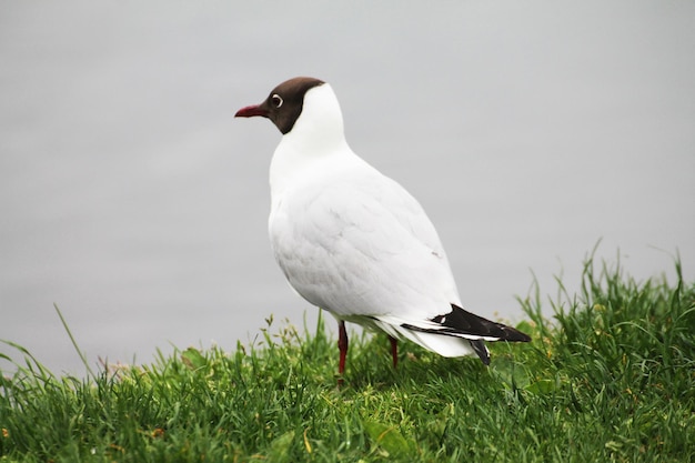 Une belle mouette contemple les canards sur le lac