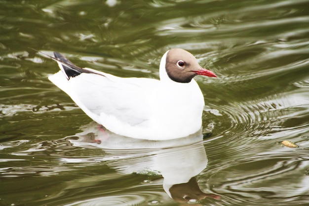 Une belle mouette se reflète dans le bleu du lac