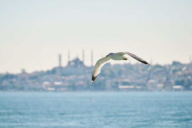 Belle Mouette volant dans les airs