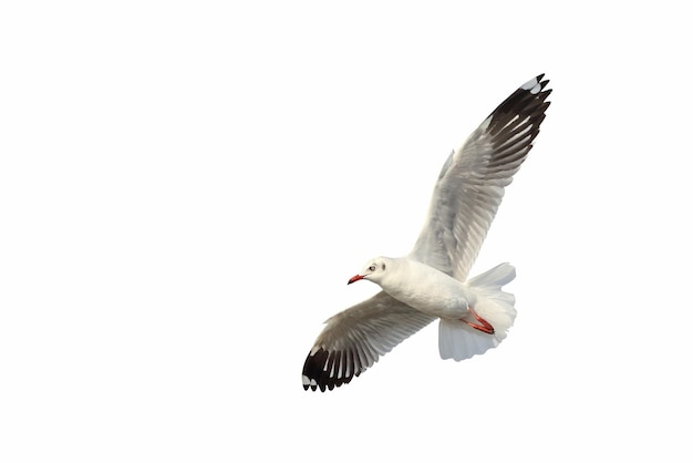 Belle mouette volant isolé sur fond blanc.