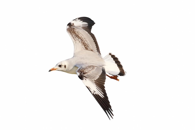 Belle mouette volant isolé sur fond blanc.