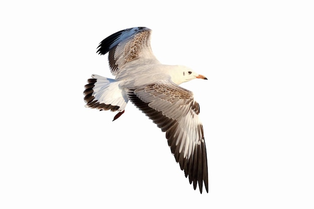 Belle mouette volant isolé sur fond blanc.