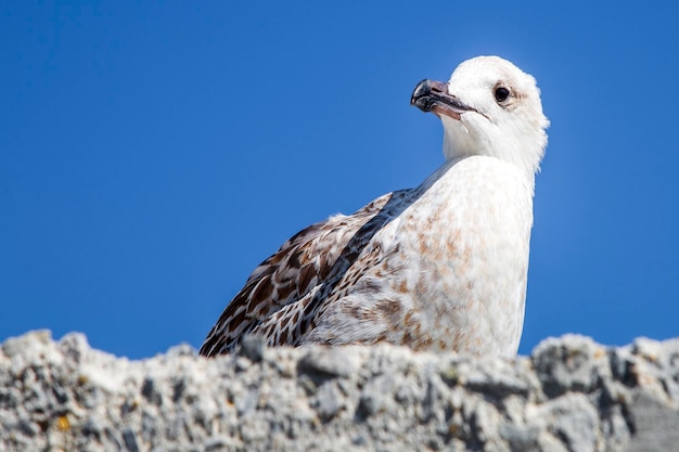 Belle mouette