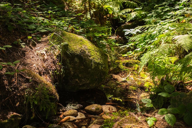 Belle mousse vert vif grandi couvrir les pierres brutes et sur le sol dans la forêt peu profonde d