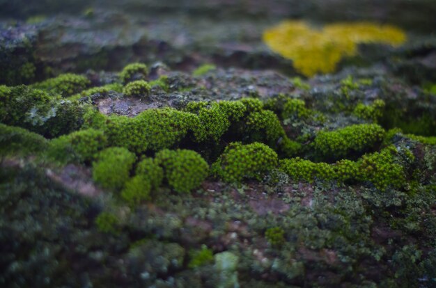 Belle Mousse Verte Poussant Sur Le Vieil Arbre Dans La Forêt