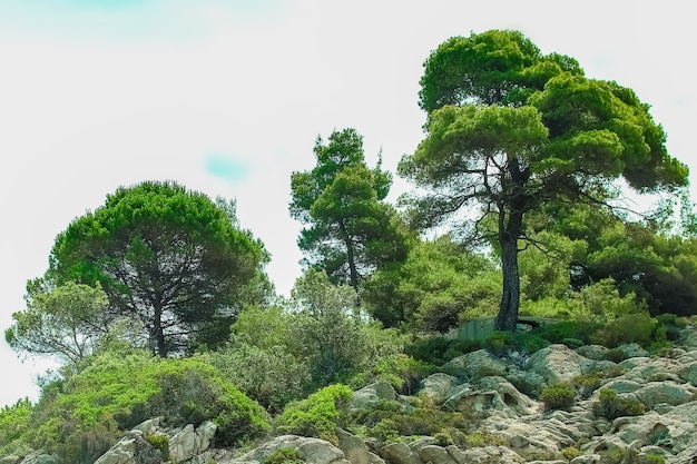 Belle nature au bord de la mer sur la nature dans le fond du parc