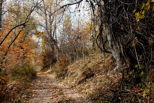 Belle nature en automne