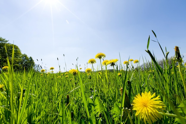 Belle nature dans le village Ciel bleu avec des nuages blancs herbe verte champ jaune de pissenlits et de colza